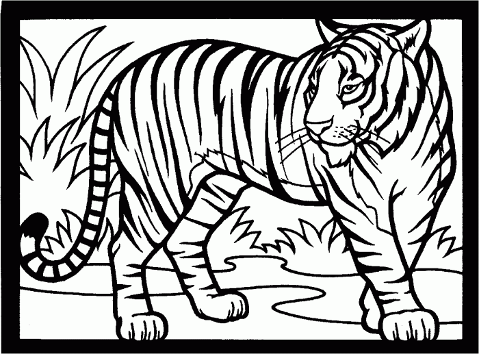 Tiger Color Pages A Wild Coloring Adventure