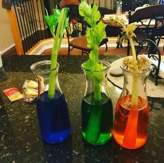 Celery with Food Coloring Experiment Osmosis Unveiled